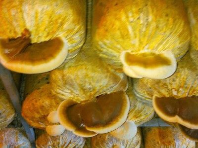 Raskoš bogatstva gljiva