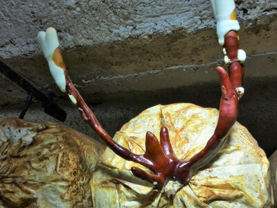 Gljive su specifične i zanimljive