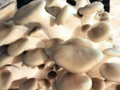 Potrošnja gljive je u sve većem porastu