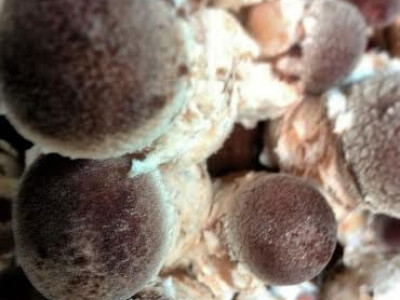 Gljive su veoma zdrave