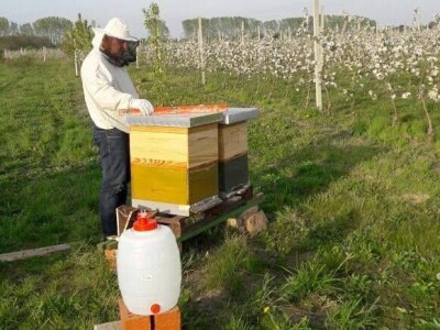 OPG HUNJADI SLIKE OPG HUNJADI SLIKE