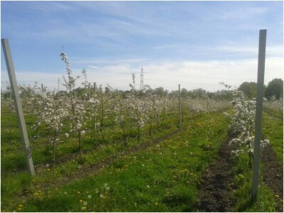 OPG HUNJADI SLIKE OPG HUNJADI SLIKE