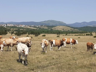 OPG Ilija Dragun  na Udbini ima 100 goveda