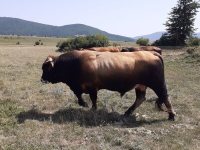 OPG Ilija Dragun  na Udbini ima 100 goveda
