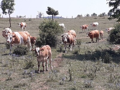 OPG Ilija Dragun  na Udbini ima 100 goveda