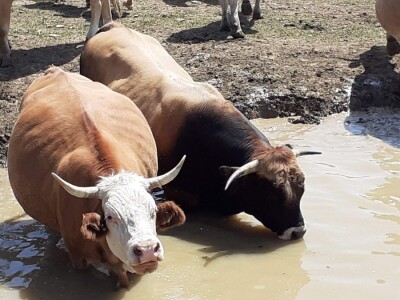 OPG Ilija Dragun  na Udbini ima 100 goveda