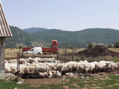 OPG Ilija Dragun  na Udbini ima 100 goveda