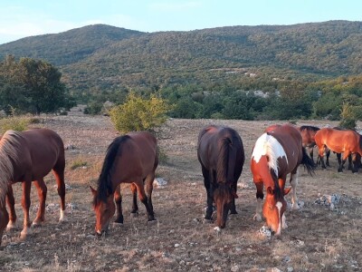 OPG Ilija Dragun  na Udbini ima 100 goveda