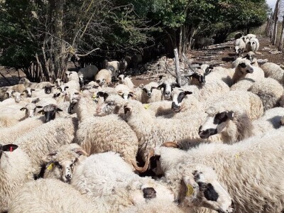 OPG Ilija Dragun  na Udbini ima 100 goveda