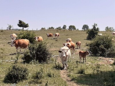 OPG Ilija Dragun  na Udbini ima 100 goveda