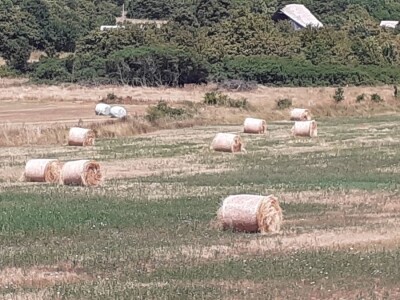 OPG Ilija Dragun  na Udbini ima 100 goveda