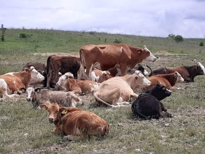 OPG Ilija Dragun  na Udbini ima 100 goveda