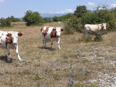 OPG Ilija Dragun  na Udbini ima 100 goveda