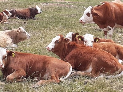 OPG Ilija Dragun  na Udbini ima 100 goveda