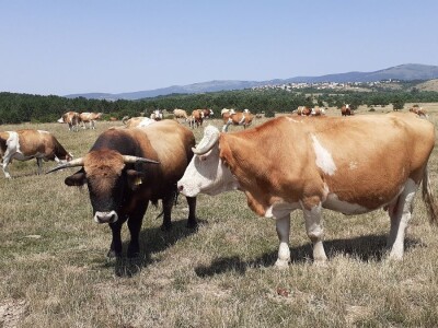 OPG Ilija Dragun  na Udbini ima 100 goveda