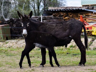 OPG INFINITY OPG INFINITY