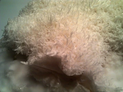 OPG Istra Mushrooms