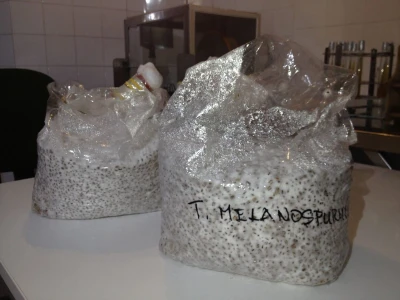 OPG Istra Mushrooms