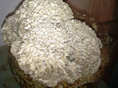 OPG Istra Mushrooms