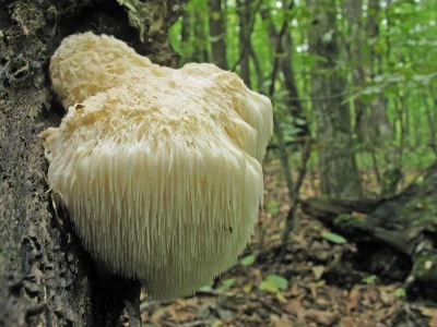 OPG Istra Mushrooms