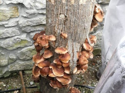 OPG Istra Mushrooms