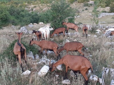 OPG Ivan Prpić OPG Ivan Prpić