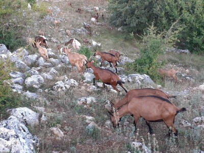 OPG Ivan Prpić OPG Ivan Prpić