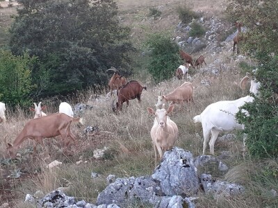 OPG Ivan Prpić OPG Ivan Prpić