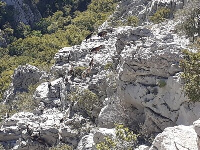 OPG Ivan Prpić OPG Ivan Prpić