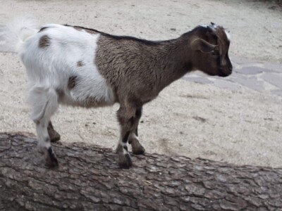 OPG Ivan Prpić OPG Ivan Prpić