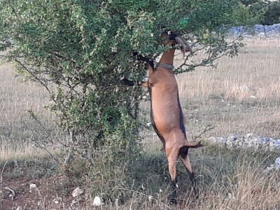 OPG Ivan Prpić OPG Ivan Prpić