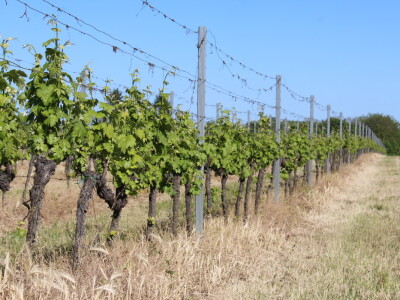 OPG Ivan Zelember Gerstmayer