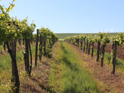 OPG Ivan Zelember Gerstmayer