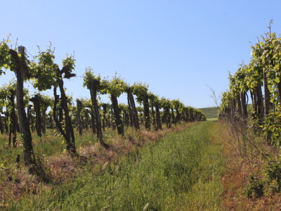 OPG Ivan Zelember Gerstmayer