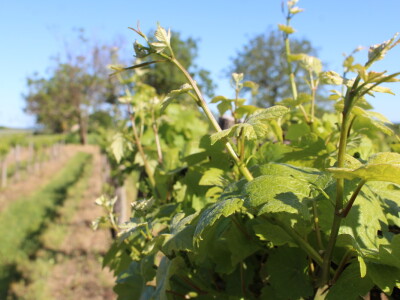 OPG Ivan Zelember Gerstmayer