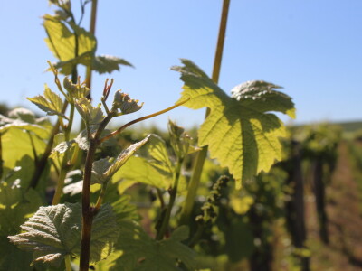 OPG Ivan Zelember Gerstmayer