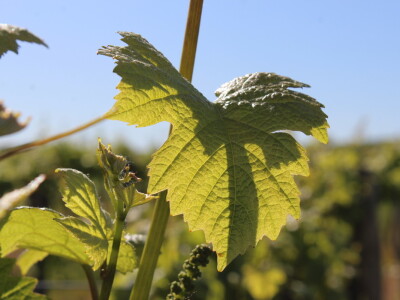 OPG Ivan Zelember Gerstmayer