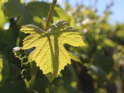 OPG Ivan Zelember Gerstmayer