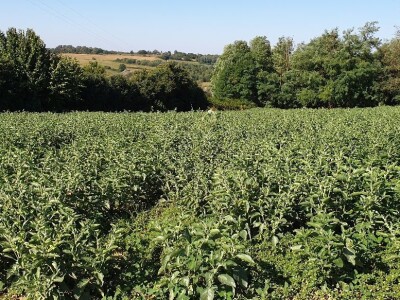 OPG Ivana Košćak, ashwagandha