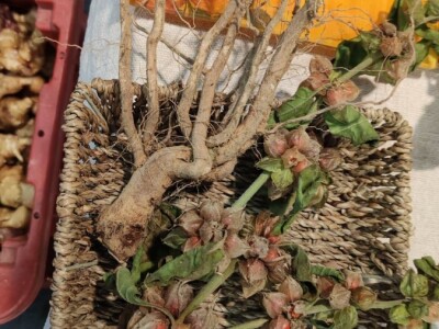 OPG Ivana Košćak, ashwagandha