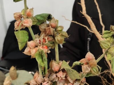 OPG Ivana Košćak, ashwagandha