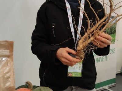 OPG Ivana Košćak, ashwagandha