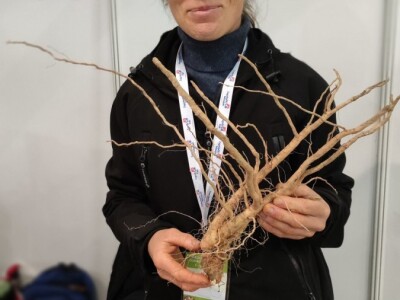 OPG Ivana Košćak, ashwagandha