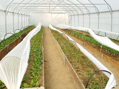 OPG Ivana Košćak, ashwagandha