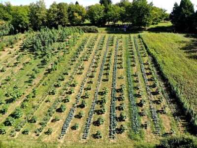 OPG Ivana Košćak, ashwagandha