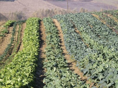 OPG Ivana Košćak, ashwagandha