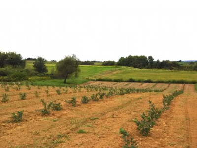 OPG Paulić (uzgoj aronije)