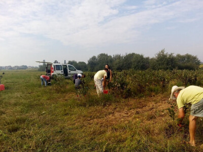 OPG Paulić (uzgoj aronije)