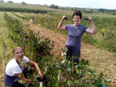 OPG Paulić (uzgoj aronije)