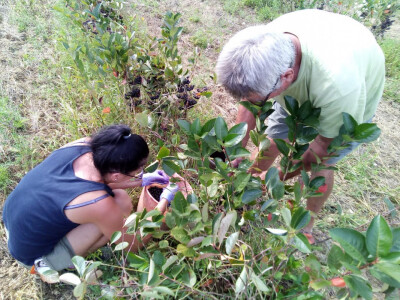 OPG Paulić (uzgoj aronije)